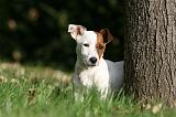 JACK RUSSEL 161